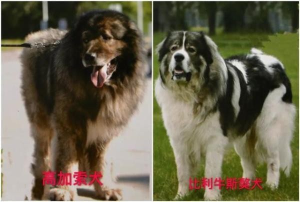 关于天津市建成区内禁养烈性犬种类的通告