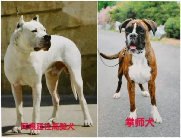 关于天津市建成区内禁养烈性犬种类的通告