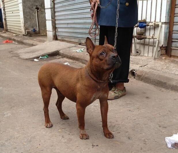 3种纯种田园犬个个威风凛凛但是都不多见了