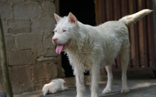 3种纯种田园犬个个威风凛凛但是都不多见了