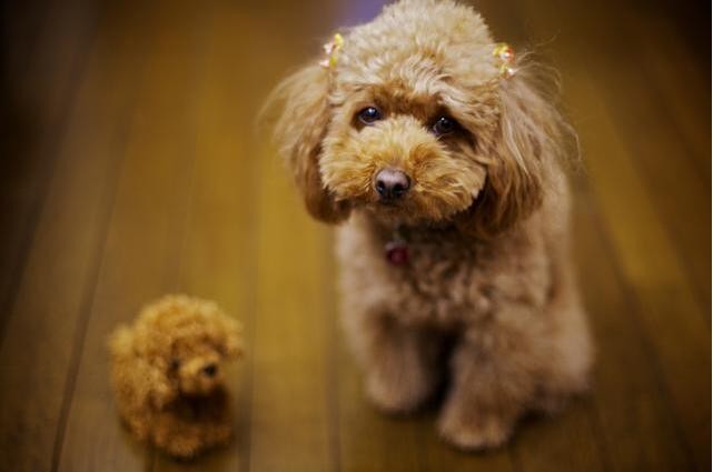 泰迪犬易患这5种病不得不说很多泰迪都中招了你家有吗