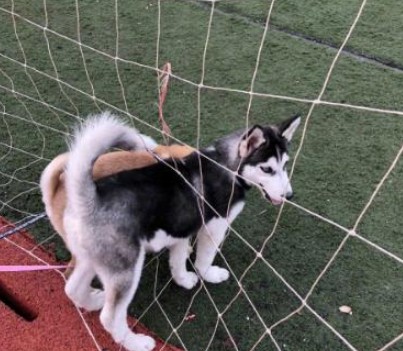 当哈士奇遇到柴犬画风将变成怎么样了