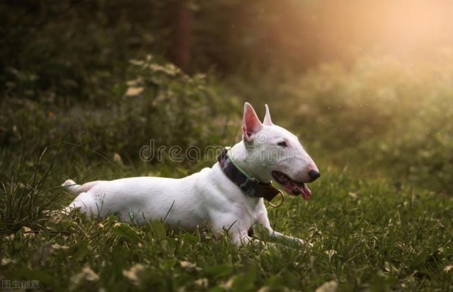 牛头梗是一种绝非适合所有人的宠物.而是一种适合特殊人群的犬种