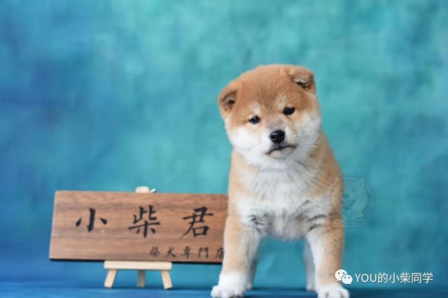 在天津如何买到纯正的柴犬天津柴犬价格