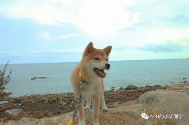 在天津如何买到纯正的柴犬天津柴犬价格