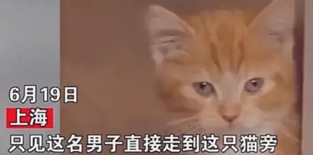 一名男子故意将小猫踩死，警方表示已经对该男子进行了严肃的批评教育