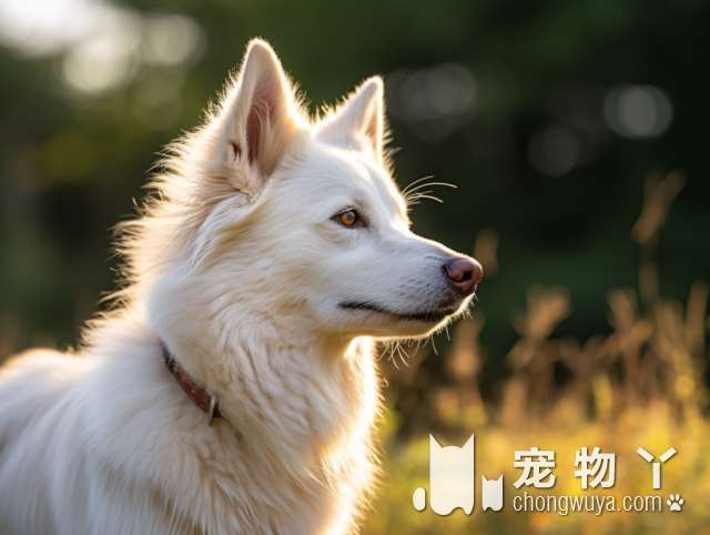 柯基犬是边牧吗？