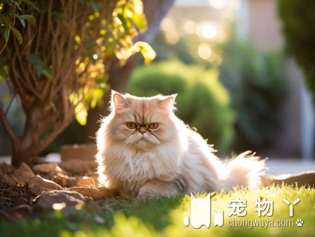 狗狗学东西为什么那么快？猫猫有这个特点吗?